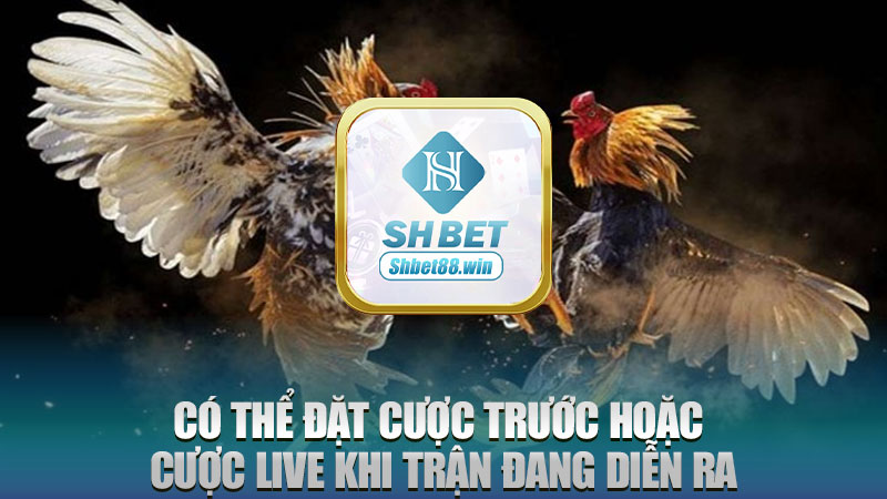 Có thể đặt cược trước hoặc cược live khi trận đang diễn ra